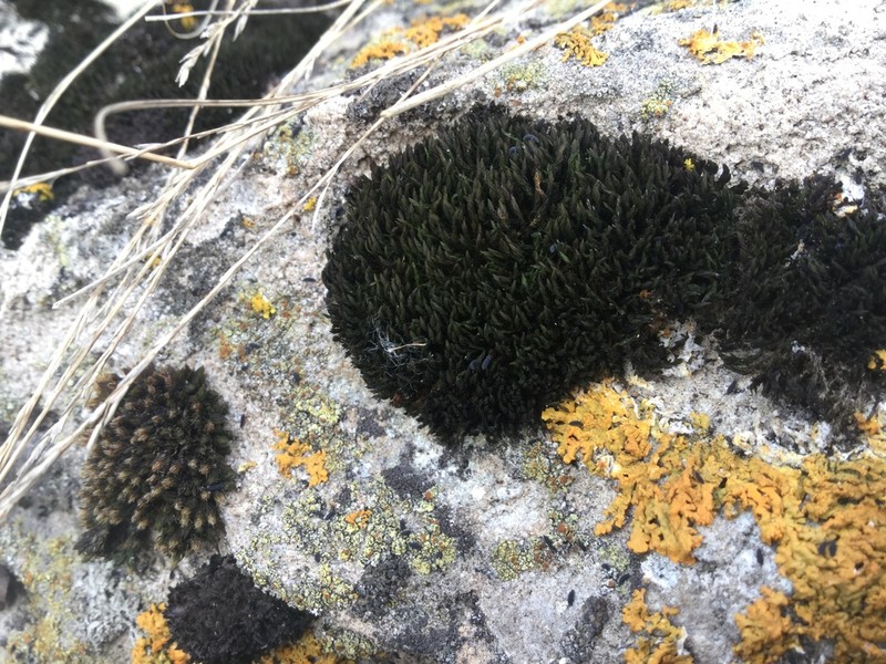 Streamside Schistidium Moss photo 6