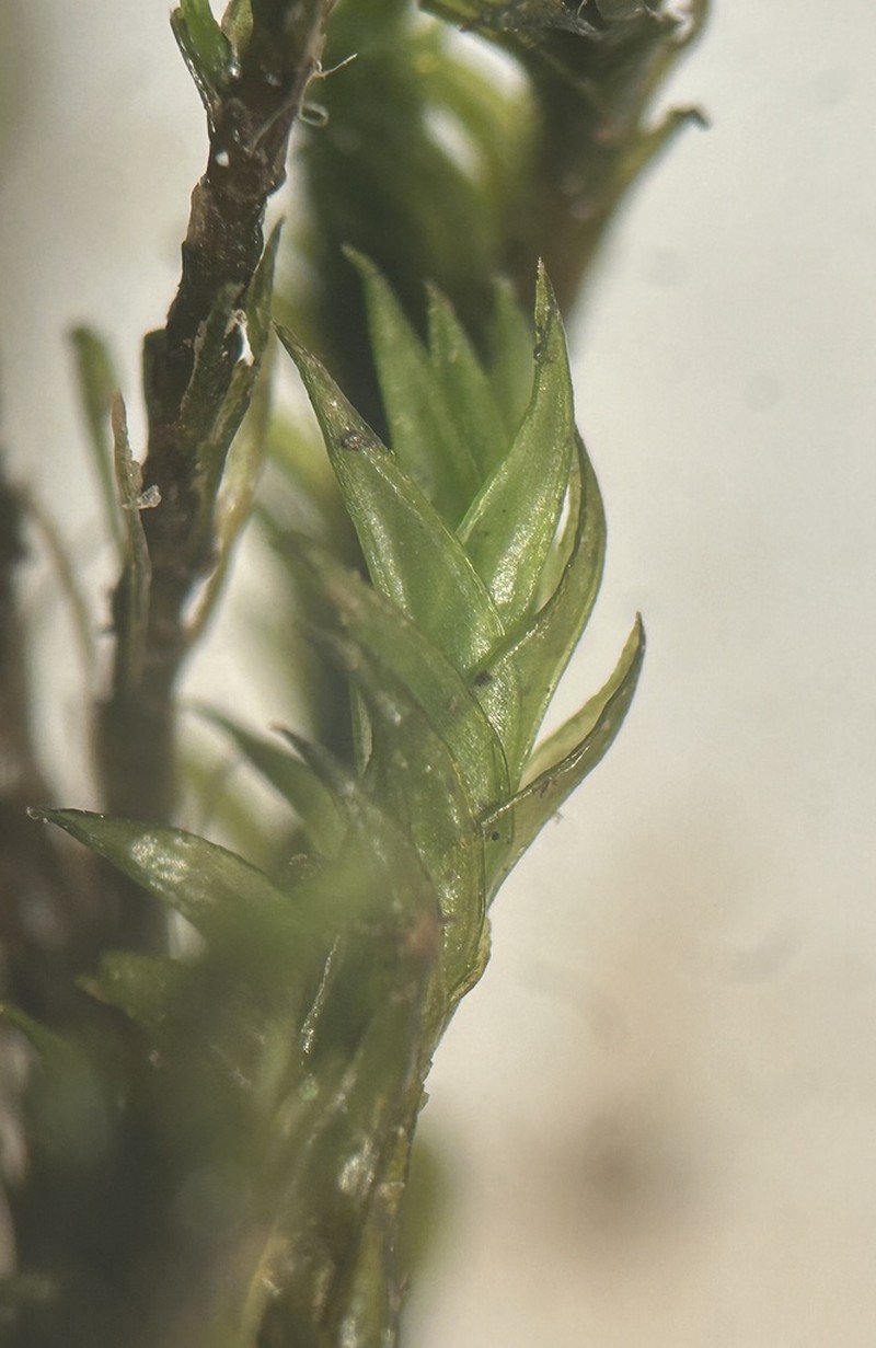 Streamside Schistidium Moss photo 7