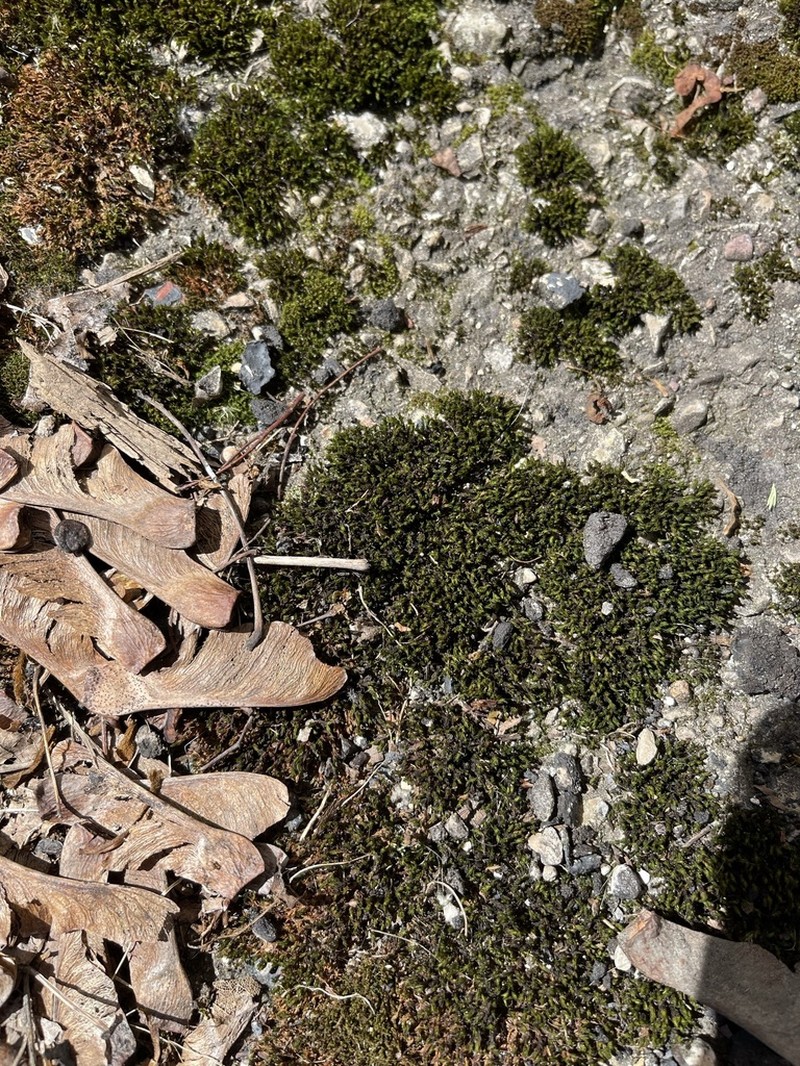 Streamside Schistidium Moss photo 8
