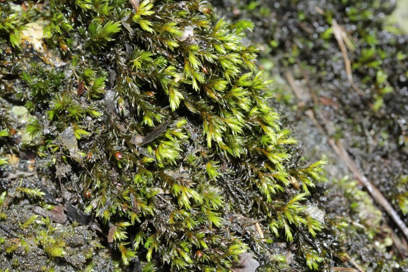 Streamside Schistidium Moss
