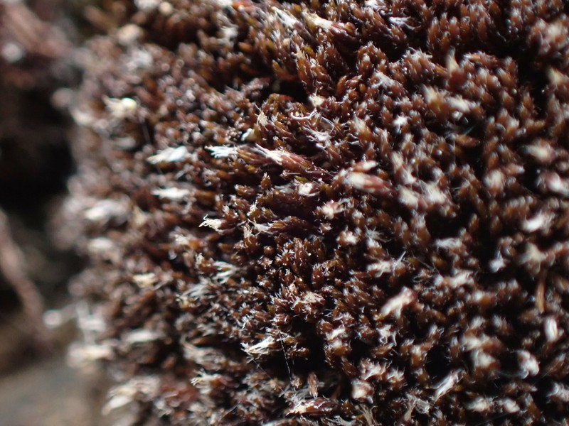 Schistidium Moss photo 3