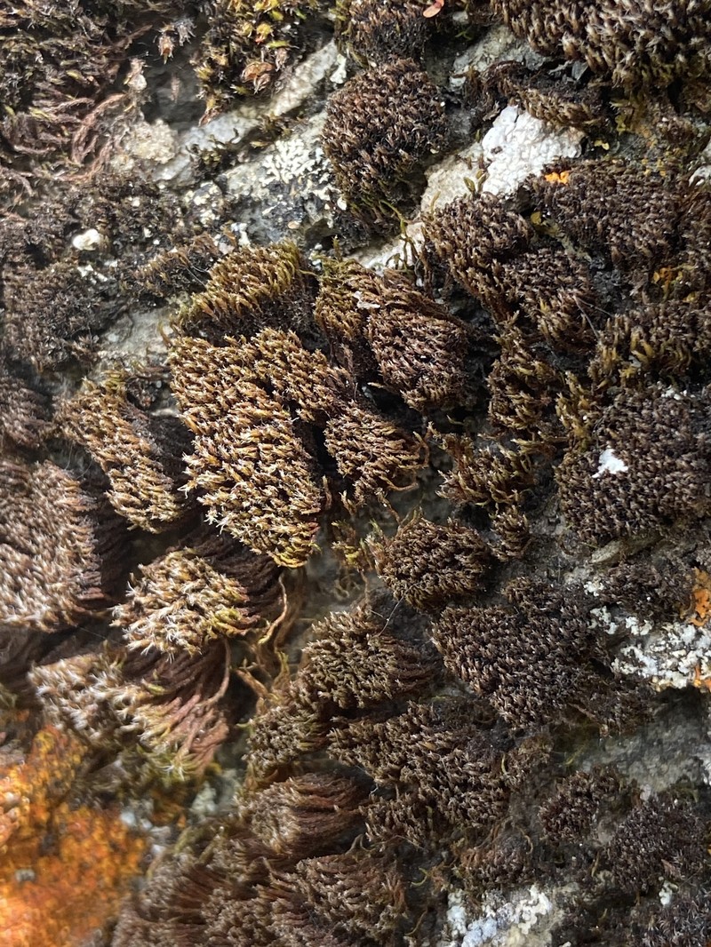 Schistidium Moss photo 4