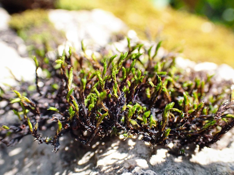 Schistidium Moss
