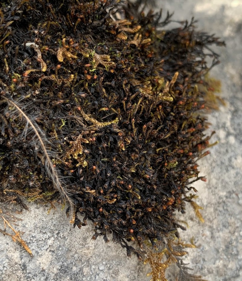 Schistidium Moss photo 2