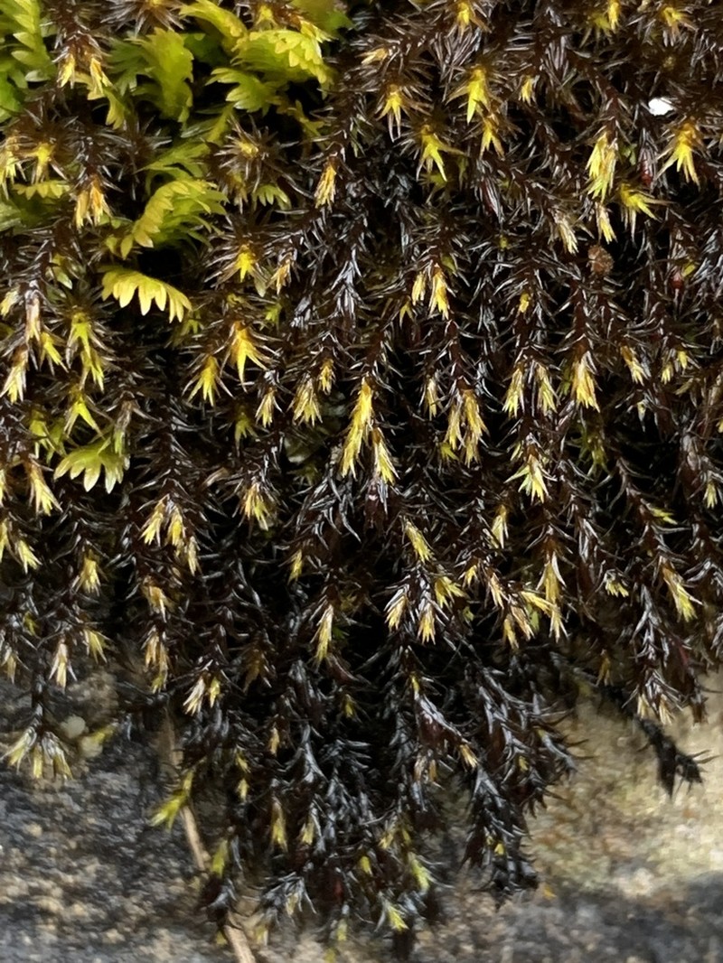 Schistidium Moss photo 3
