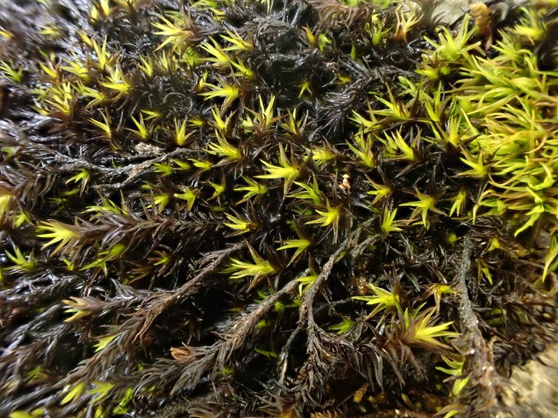 Schistidium Moss photo 4