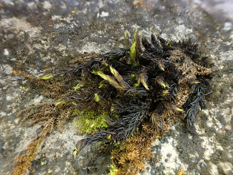 Schistidium Moss photo 5