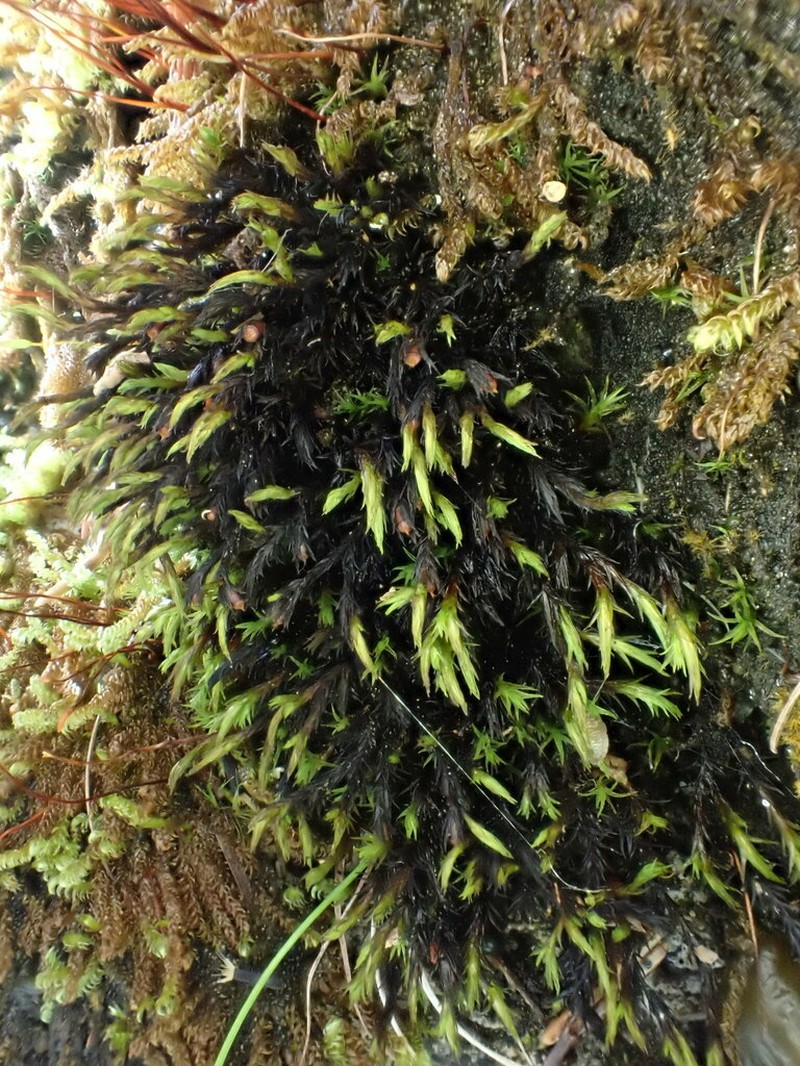 Schistidium Moss photo 6