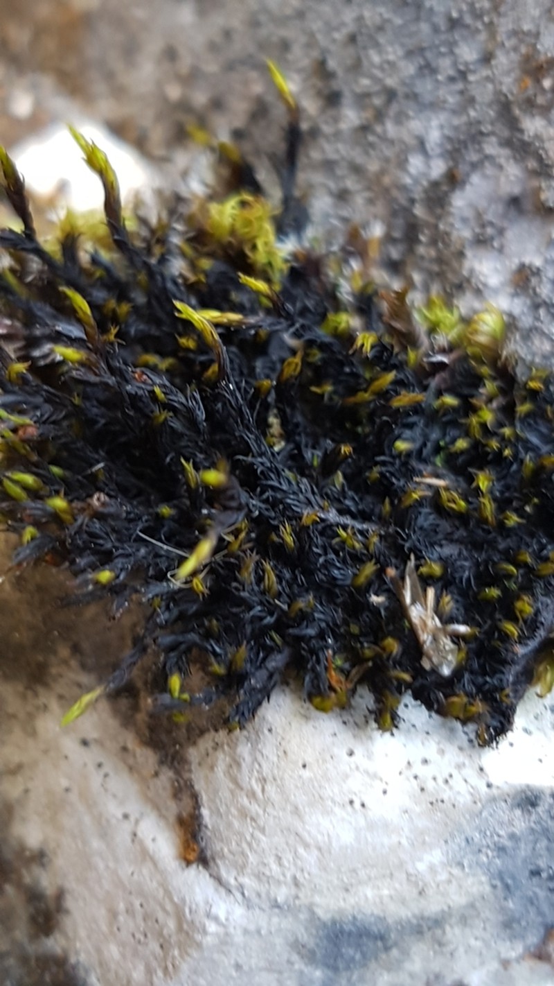 Schistidium Moss photo 7
