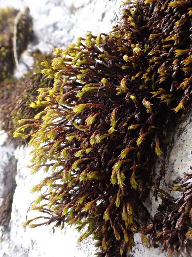 Schistidium Moss photo 8