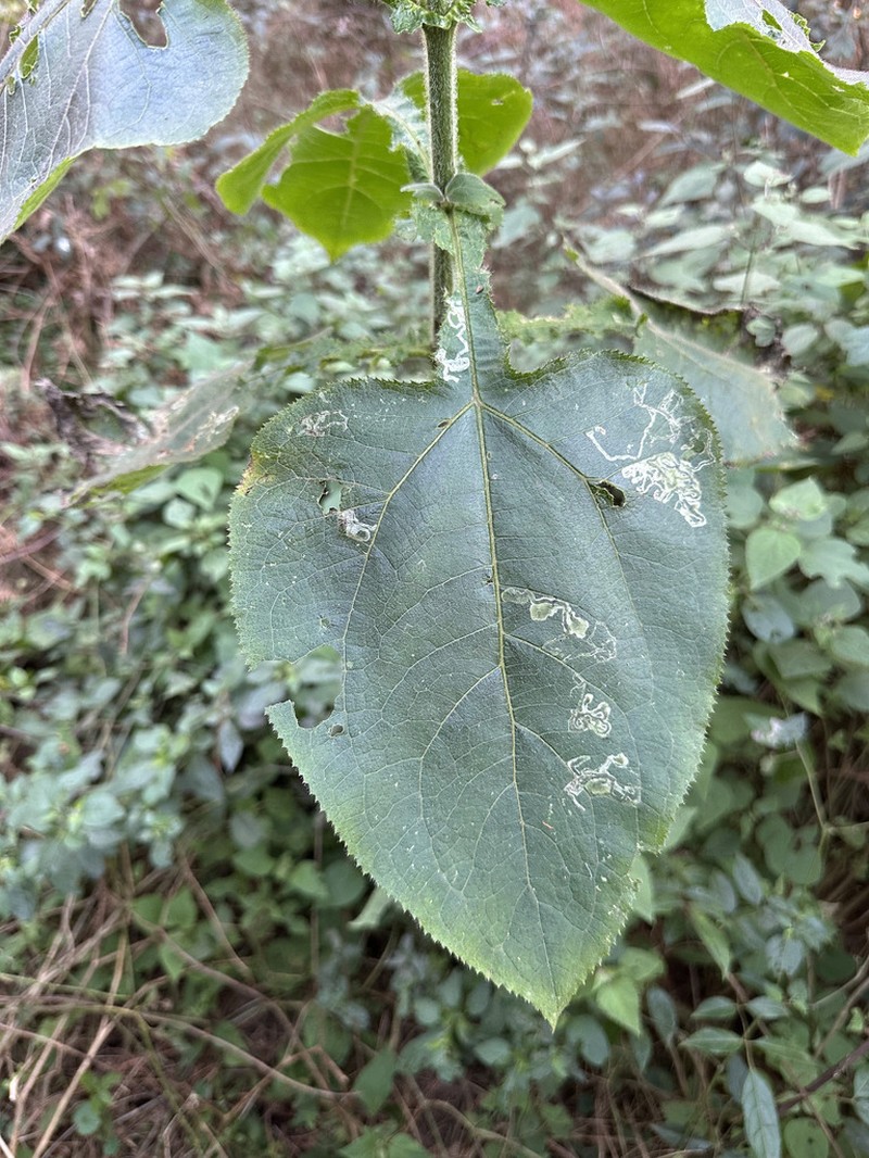 Schistocarpha bicolor photo 4