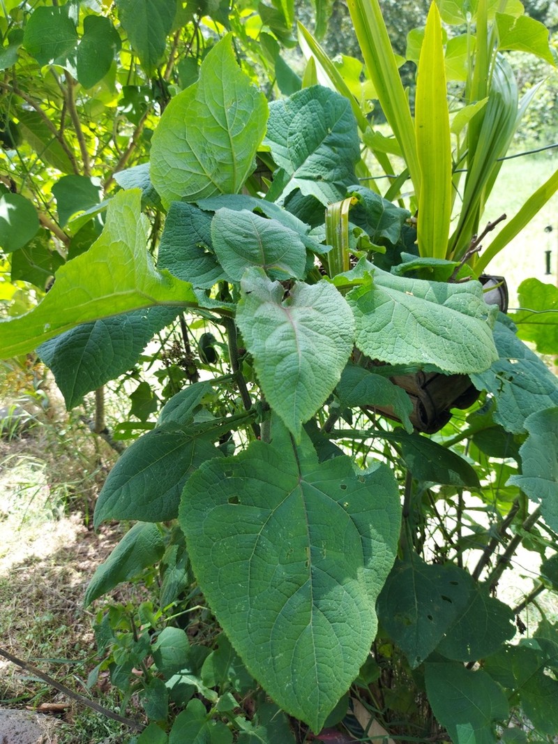 Schistocarpha bicolor photo 6