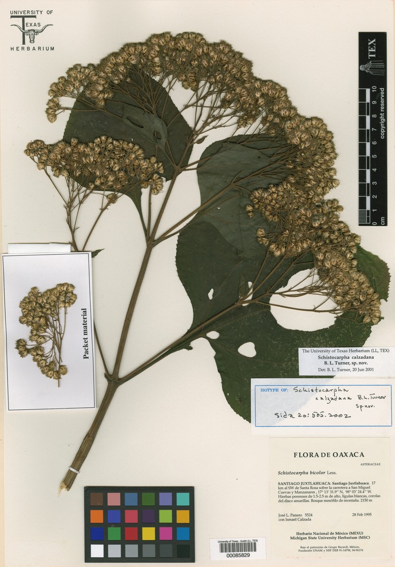 Schistocarpha calzadana photo 2