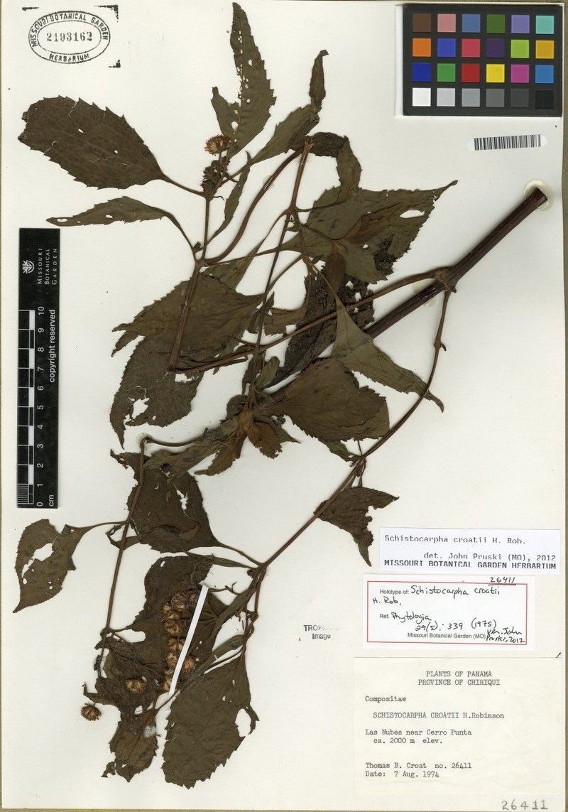 Schistocarpha croatii