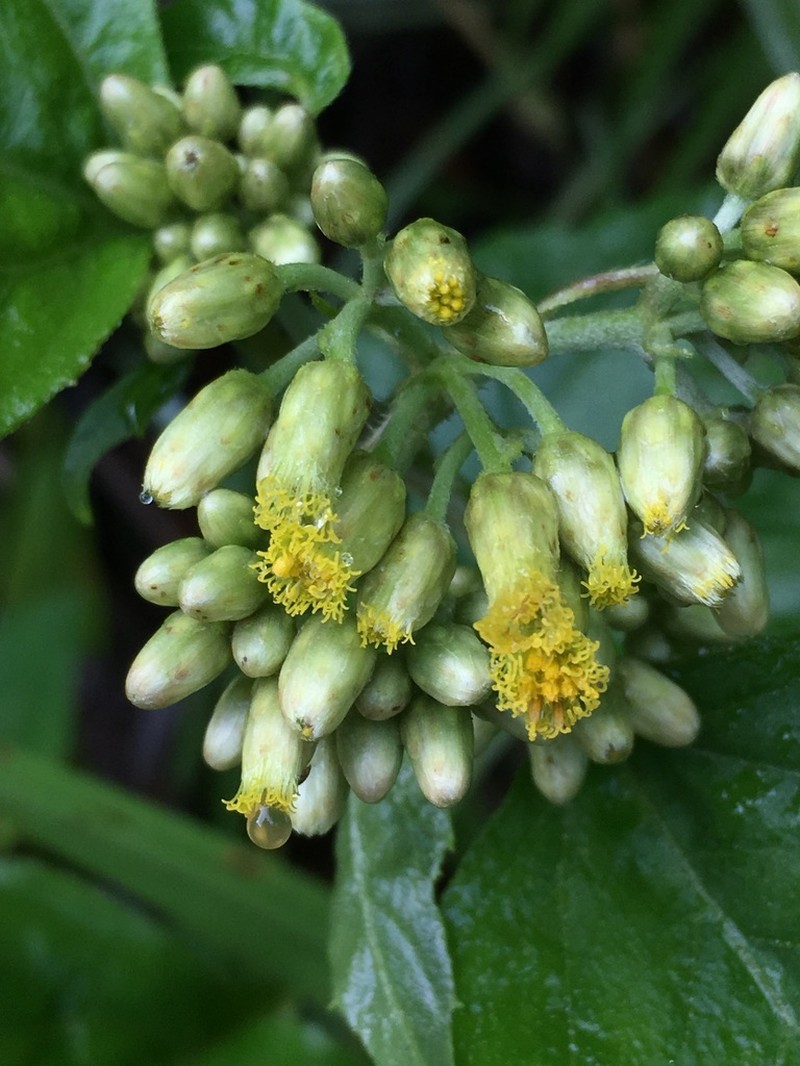 Schistocarpha eupatorioides photo 2