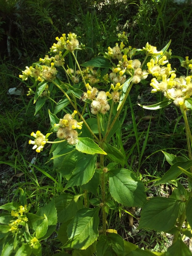 Schistocarpha eupatorioides photo 3