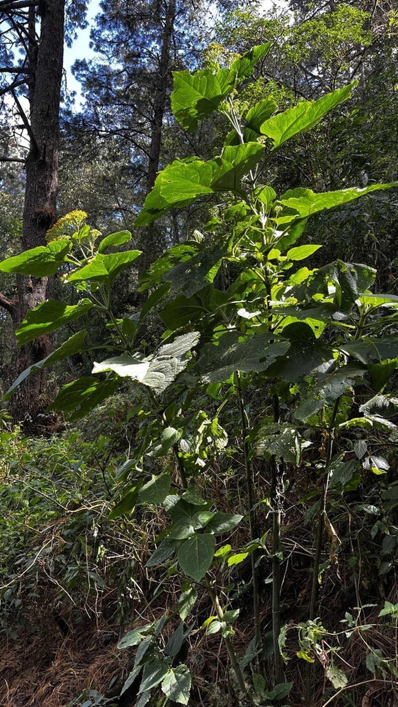 Schistocarpha eupatorioides photo 4