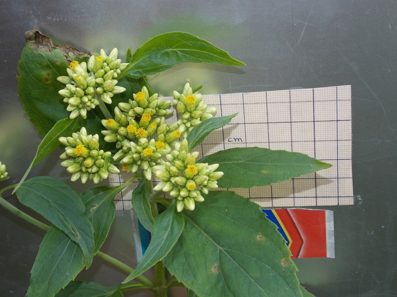 Schistocarpha eupatorioides photo 5