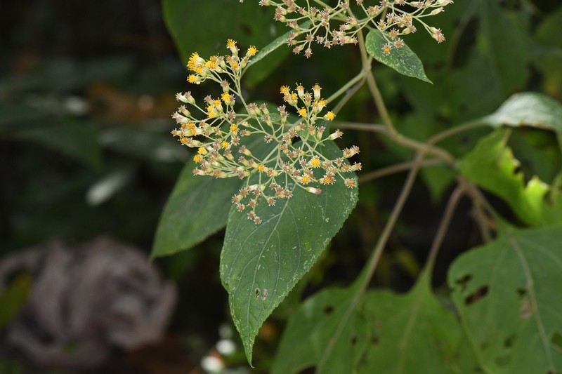Schistocarpha eupatorioides photo 6