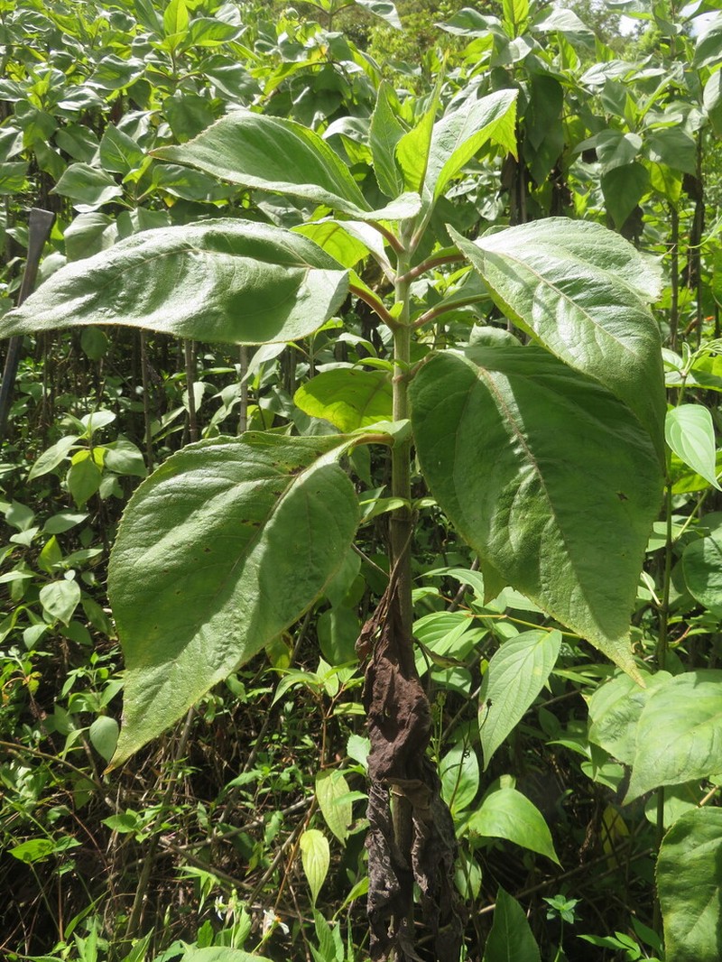 Schistocarpha eupatorioides photo 7