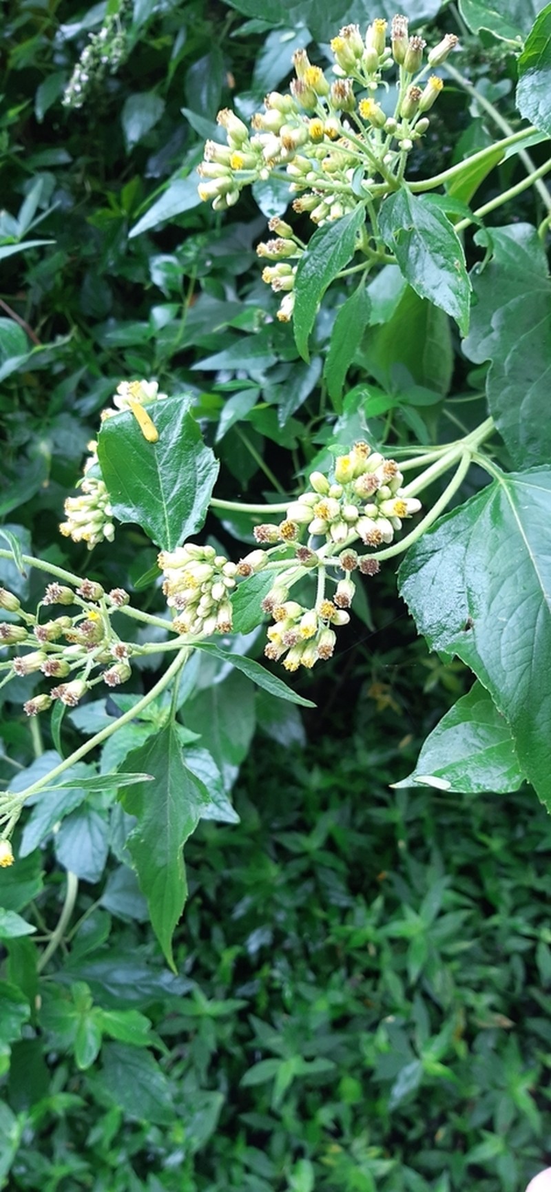 Schistocarpha eupatorioides photo 8