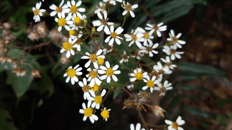 Schistocarpha hondurensis