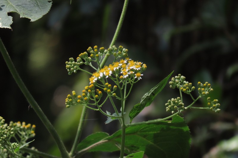 Schistocarpha hondurensis photo 2