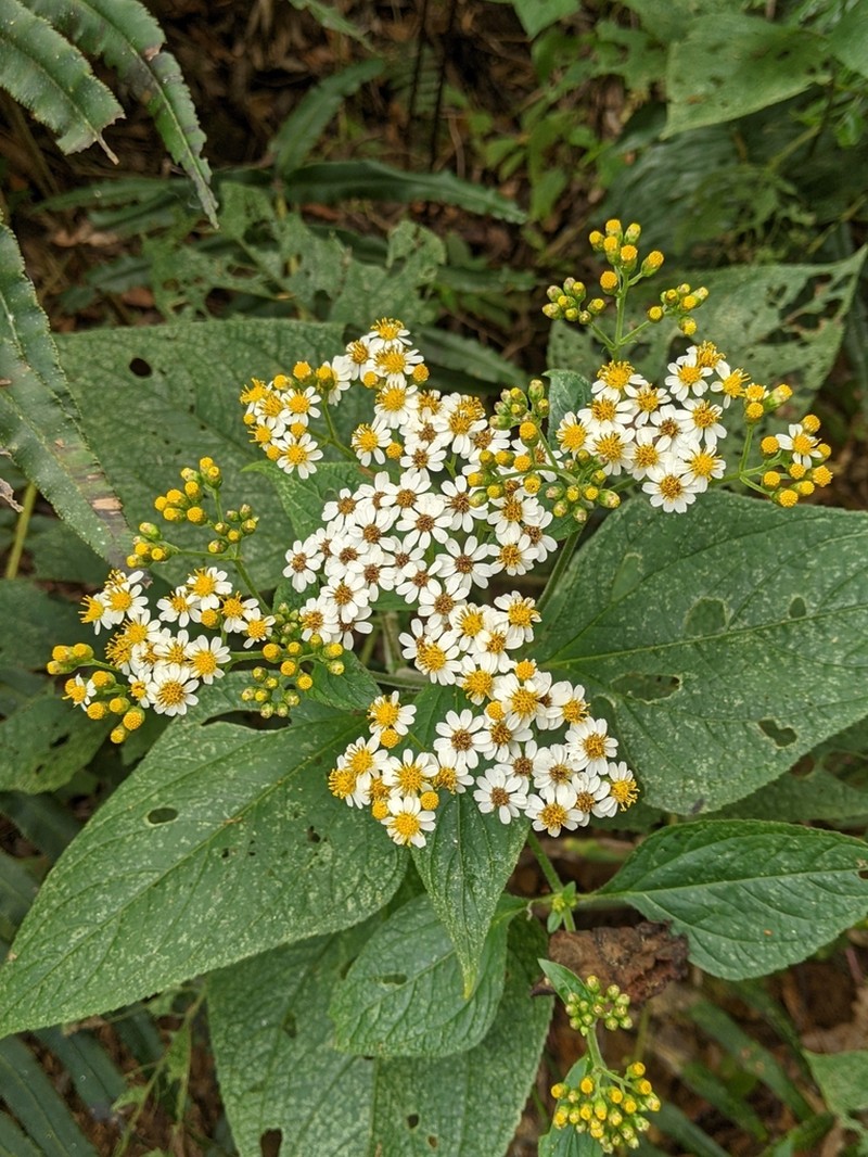 Schistocarpha hondurensis photo 4