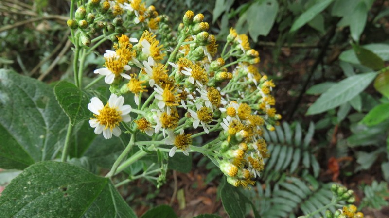 Schistocarpha hondurensis photo 6