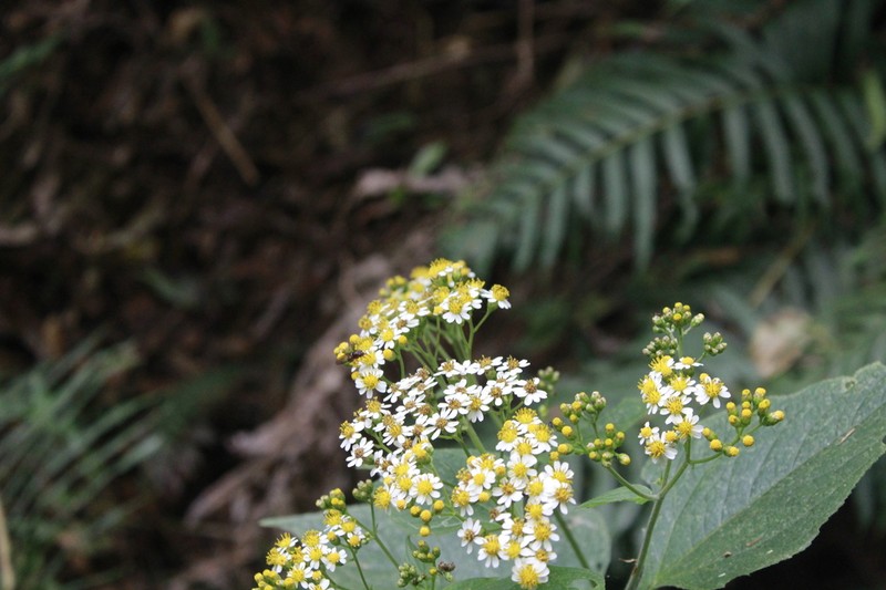 Schistocarpha hondurensis photo 7