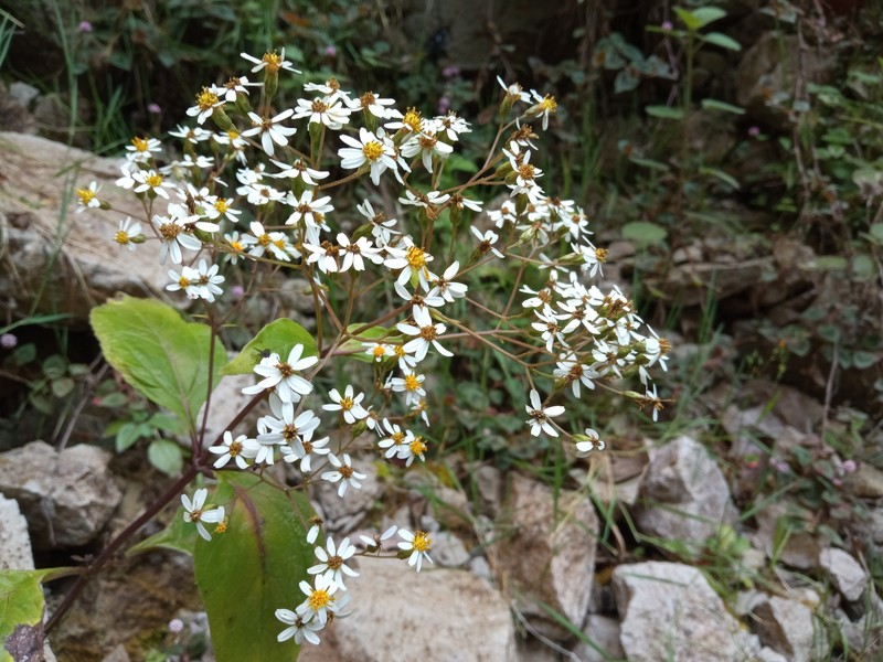 Schistocarpha liebmannii photo 2