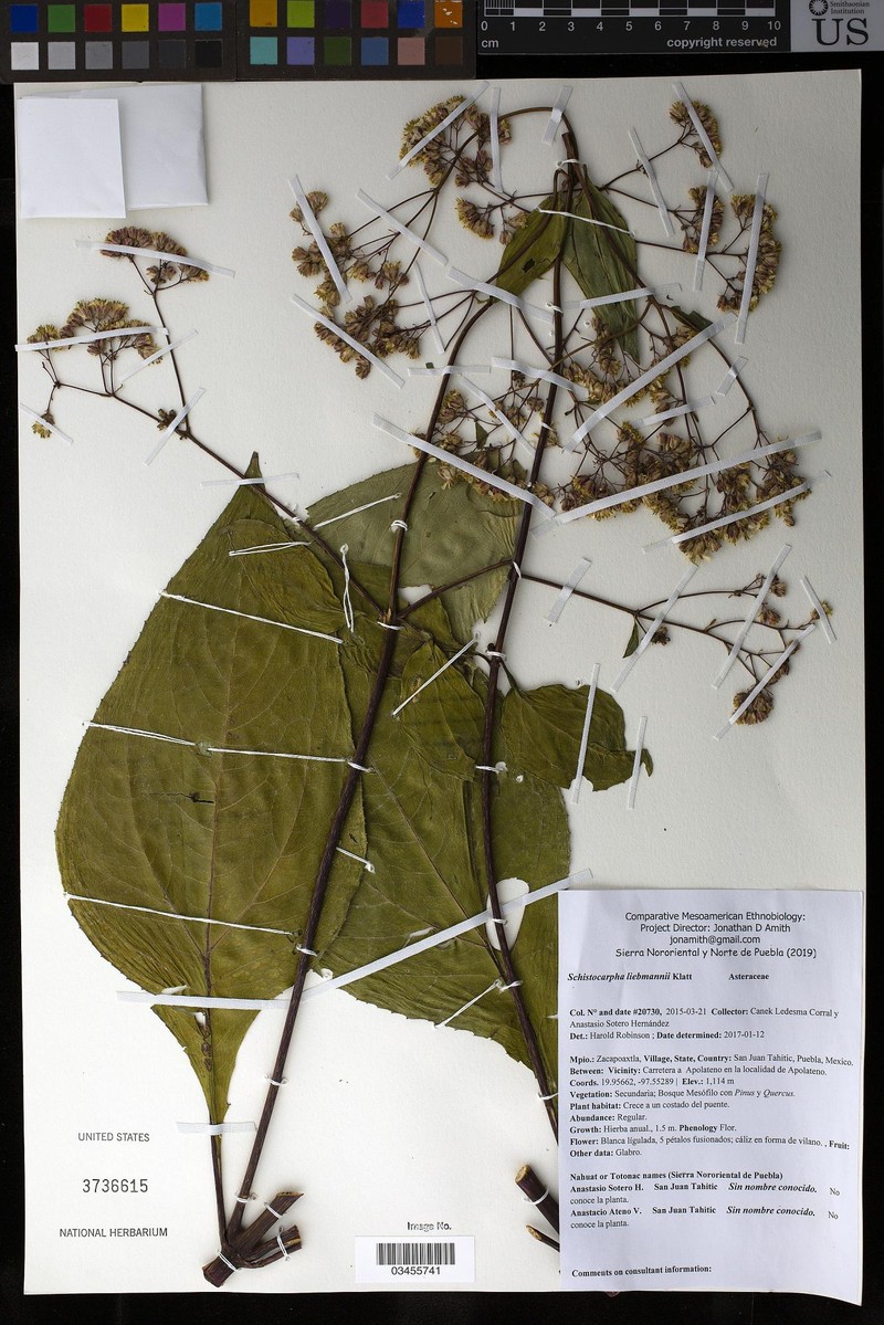 Schistocarpha liebmannii photo 3