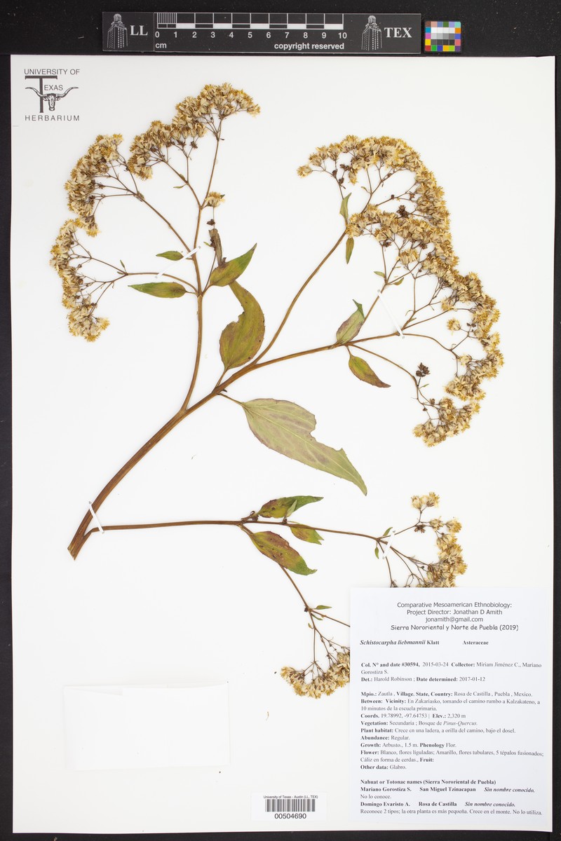 Schistocarpha liebmannii photo 4
