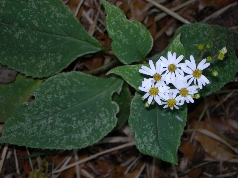 Schistocarpha longiligula