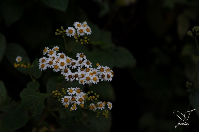 Schistocarpha longiligula photo 3