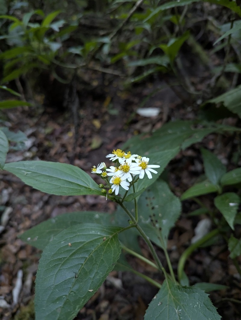 Schistocarpha longiligula photo 4