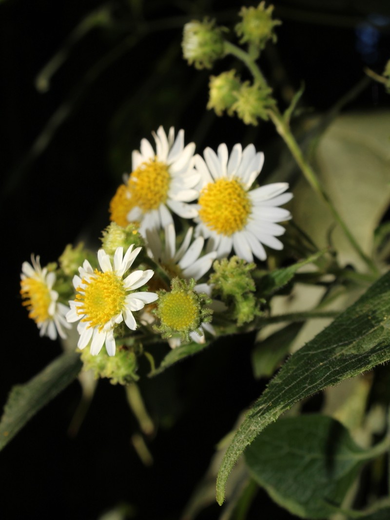 Schistocarpha paniculata
