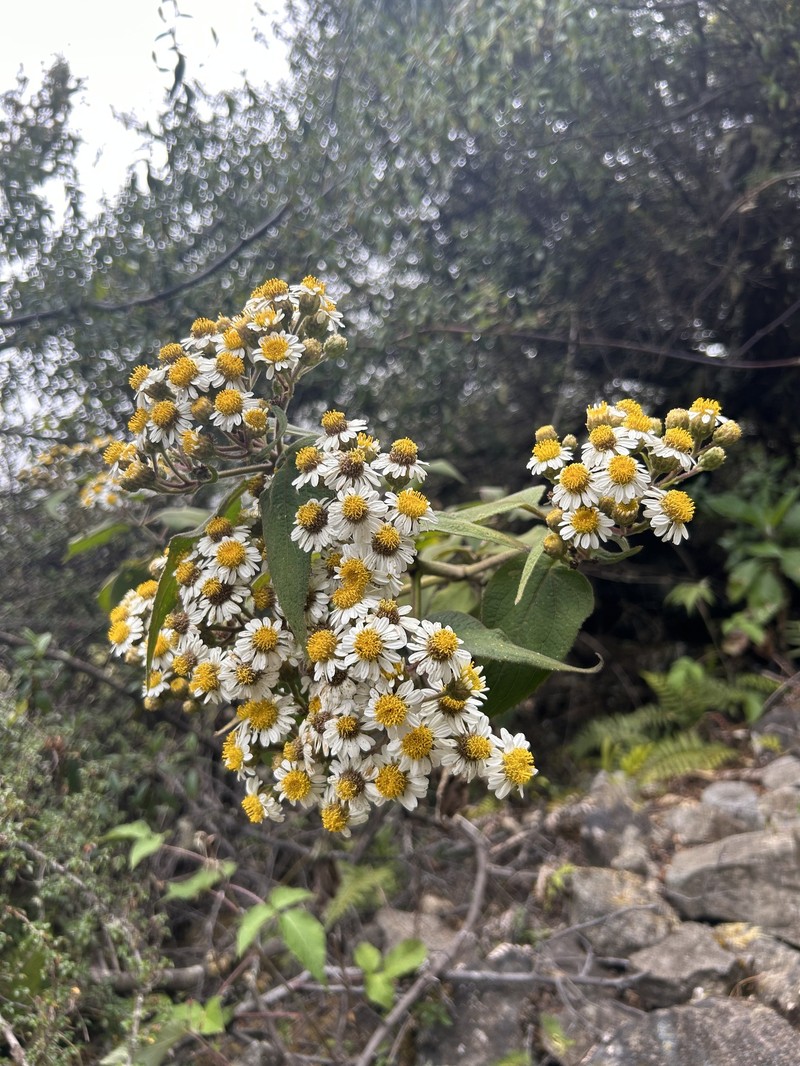 Schistocarpha paniculata photo 3