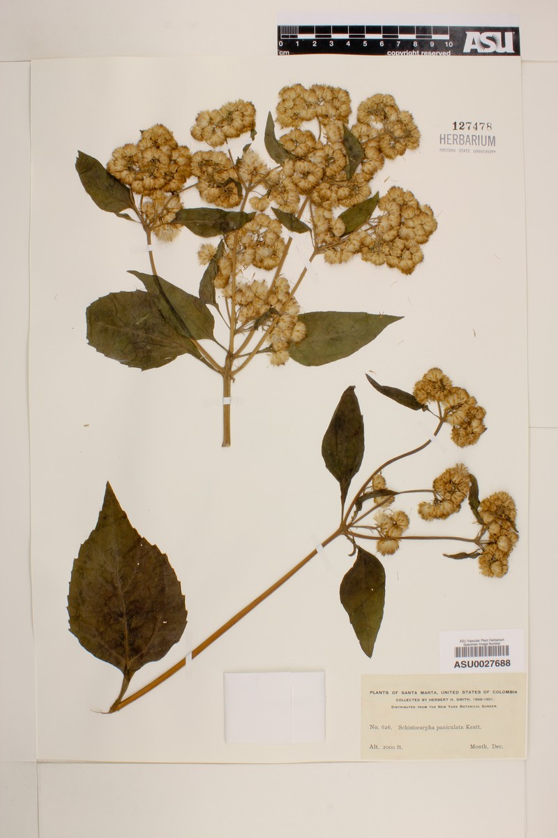 Schistocarpha paniculata photo 4