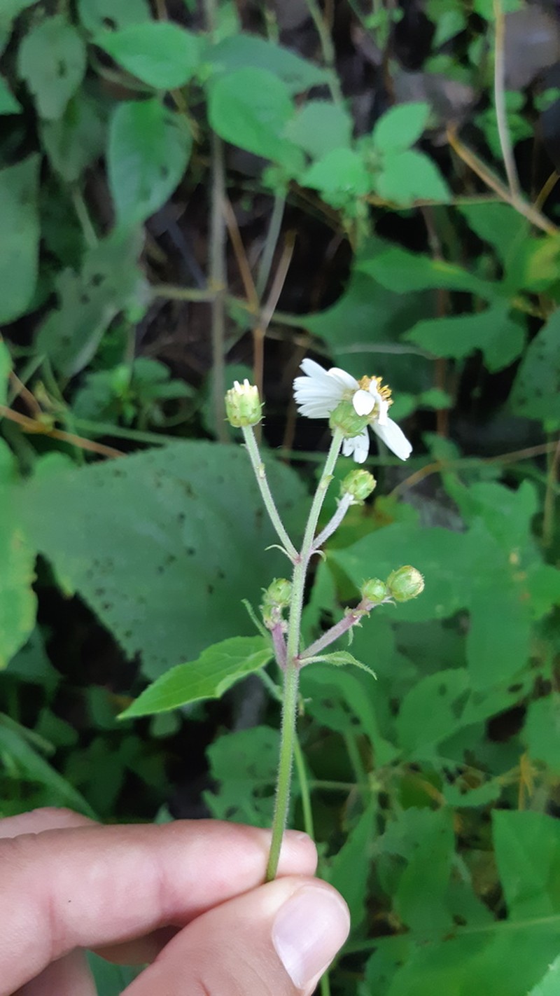 Schistocarpha pedicellata photo 2
