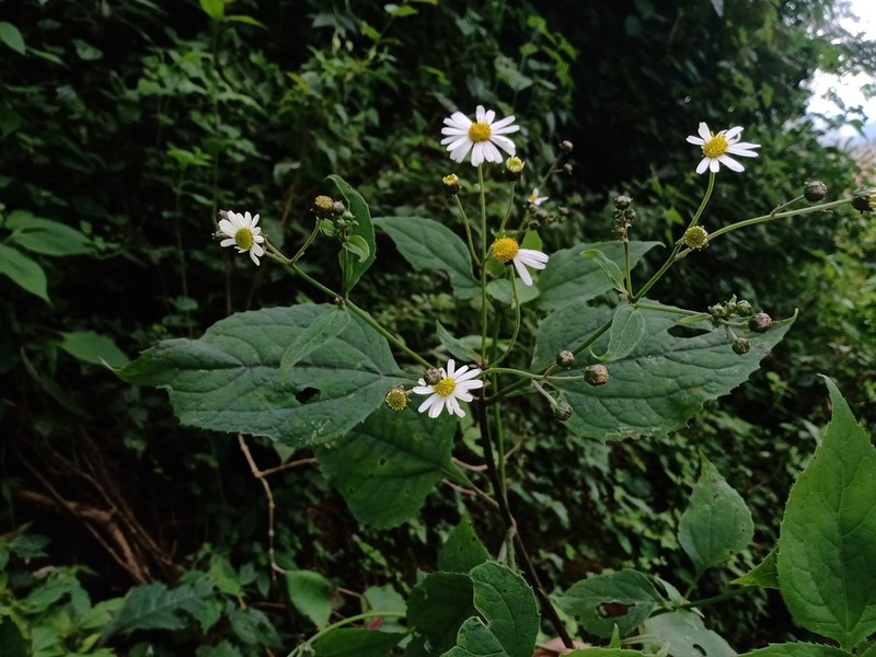 Schistocarpha pedicellata photo 3