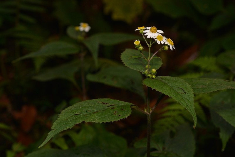 Schistocarpha pedicellata photo 4
