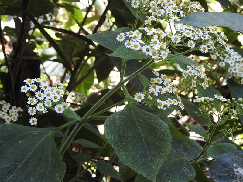 Schistocarpha pedicellata photo 5