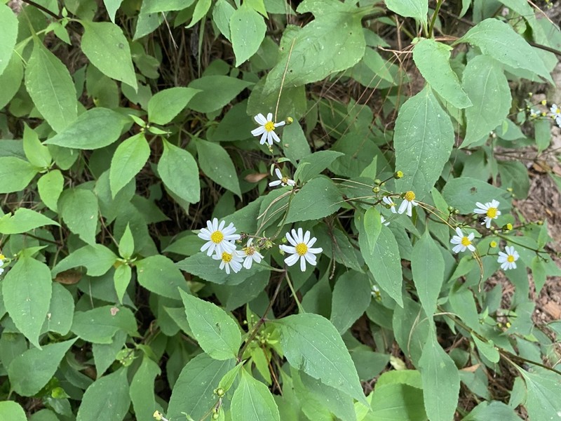 Schistocarpha pedicellata photo 6