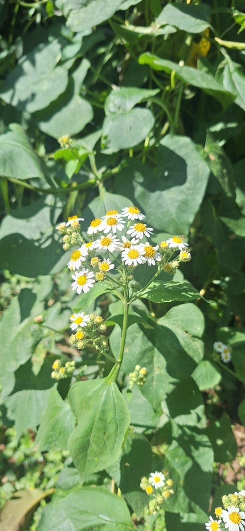 Schistocarpha pedicellata photo 8