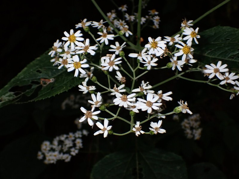 Schistocarpha platyphylla photo 2