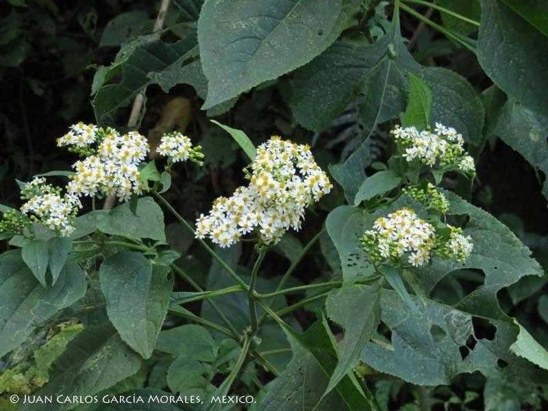 Schistocarpha platyphylla photo 3