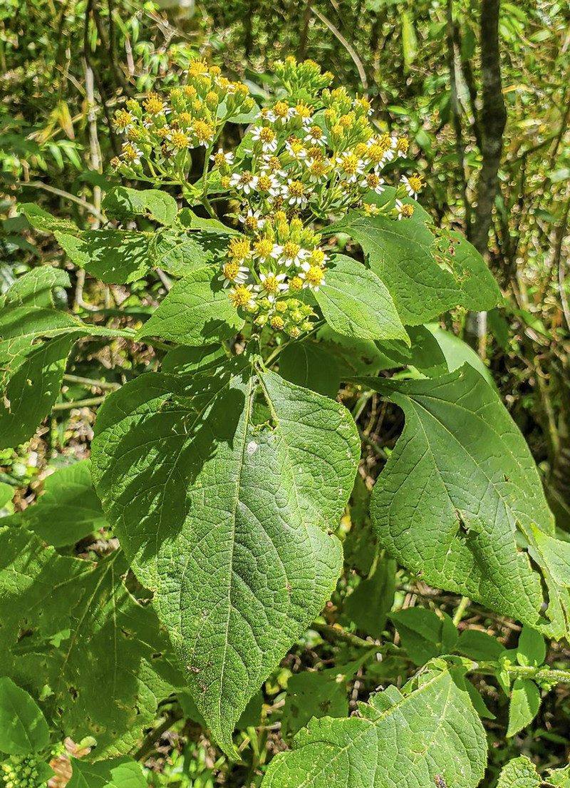 Schistocarpha platyphylla photo 4