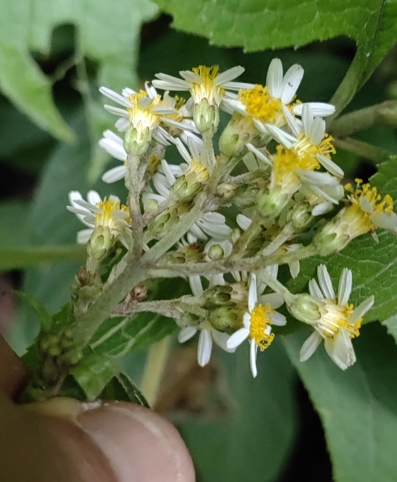 Schistocarpha platyphylla photo 5
