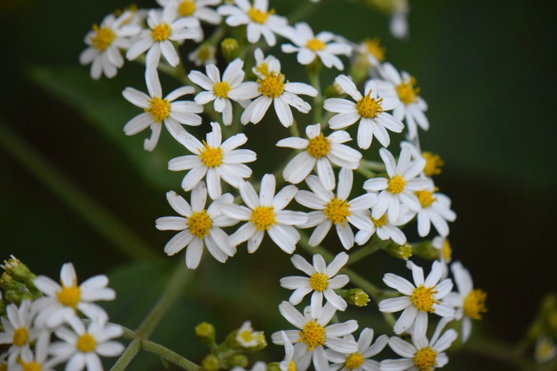 Schistocarpha platyphylla photo 6